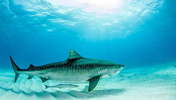 20 Different Types of Sharks Around the World 8 Tiger Shark