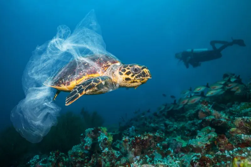 Trapped Hawksbill turtle