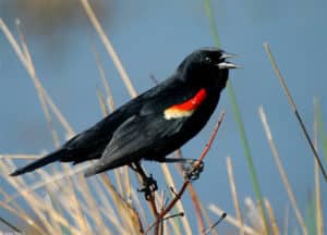 Tricolored Blackbird