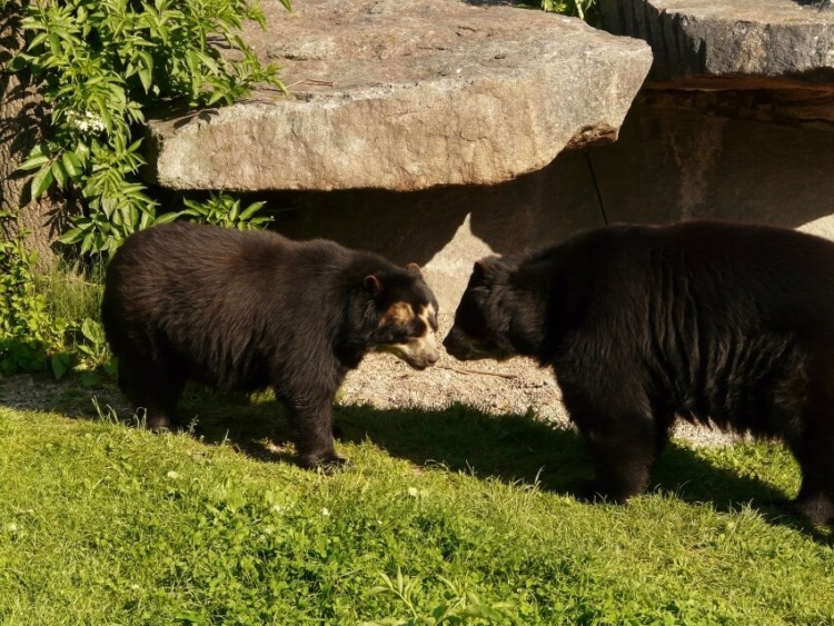 Spectacled Bear: Is This Animal Endangered? 1 Two Adult Spectacled Bear