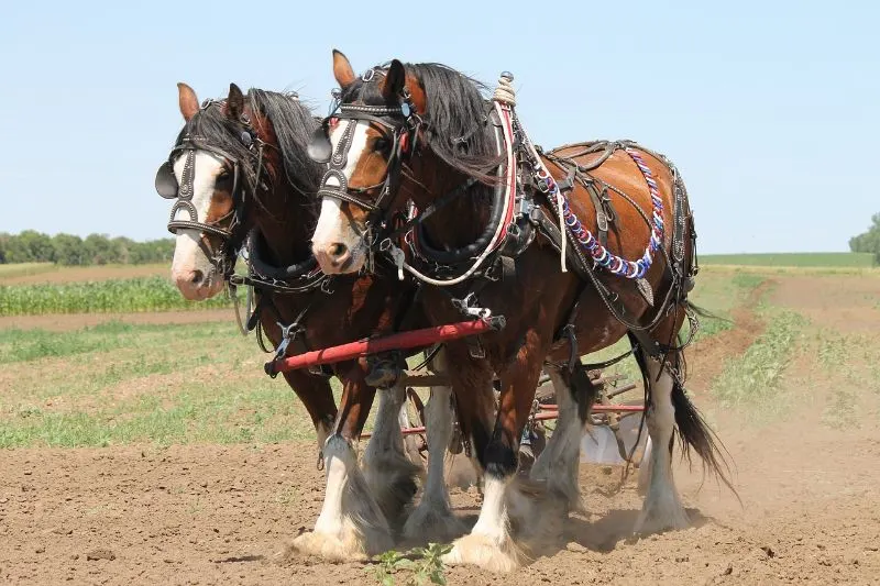 Two Draft Horses