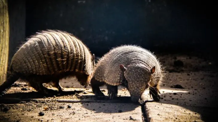 Two giant armadillo in a zoo