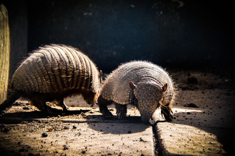 Two giant armadillo in a zoo
