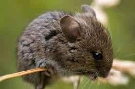 Vole, Florida Salt Marsh