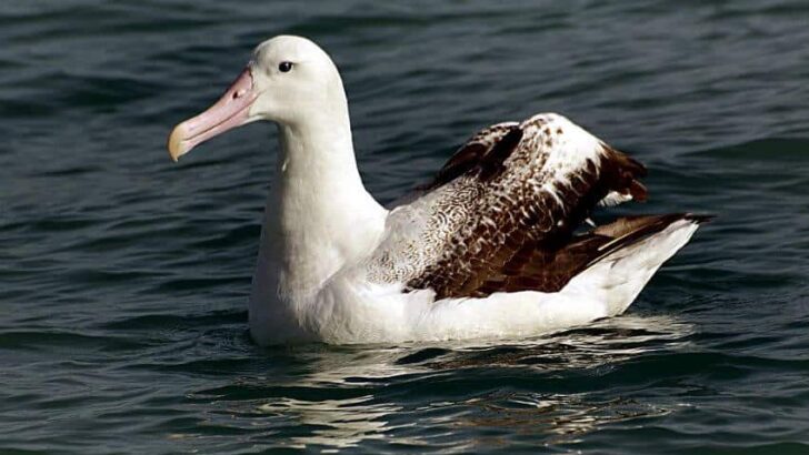 Wandering Albatross