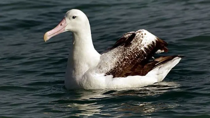 Wandering Albatross