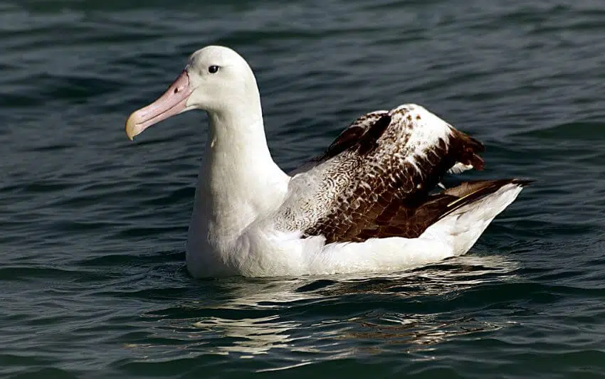 Wandering Albatross: Is This Animal Endangered? 2 Wandering Albatross