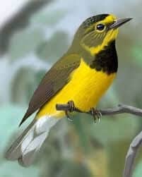 Warbler, Bachman's