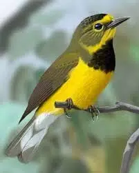 Warbler, Bachman's