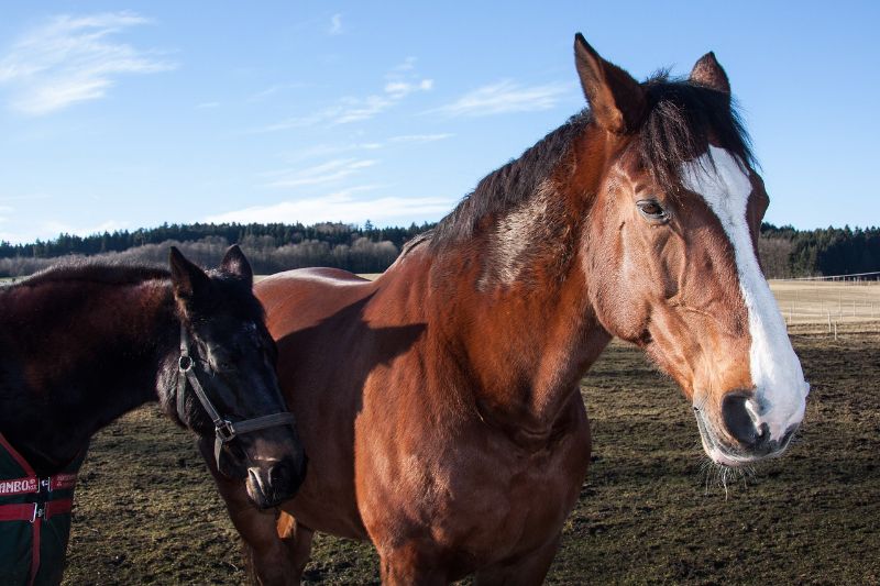 Warmblood Horse and foal