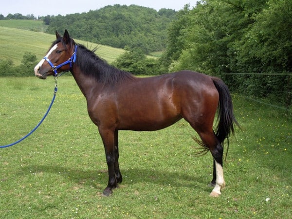 11 Horse Breeds: Different Types of Horses 9 types of horses: warmbloods
