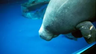 Face of West Africa Manatee