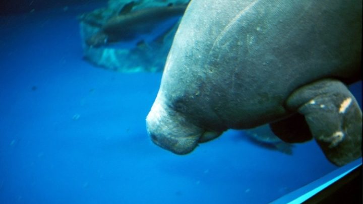 Face of West Africa Manatee