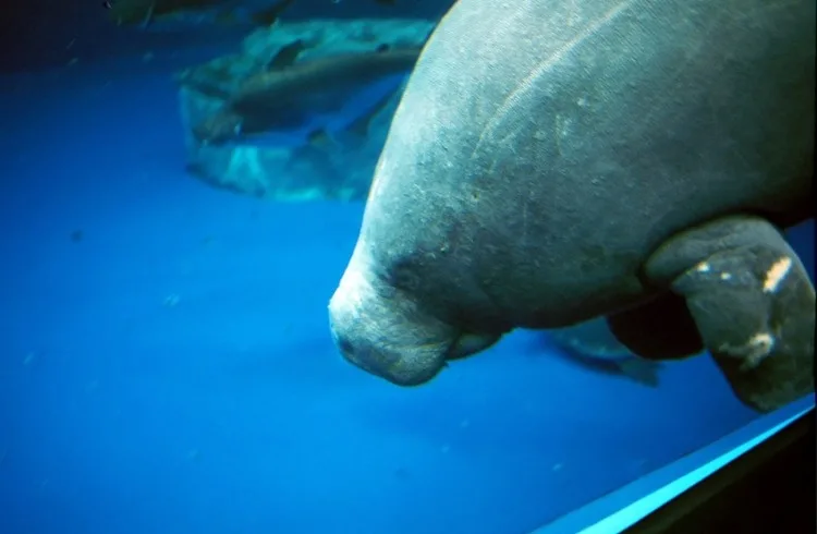 West African Manatee: Is This Animal Endangered? 1 Face of West Africa Manatee
