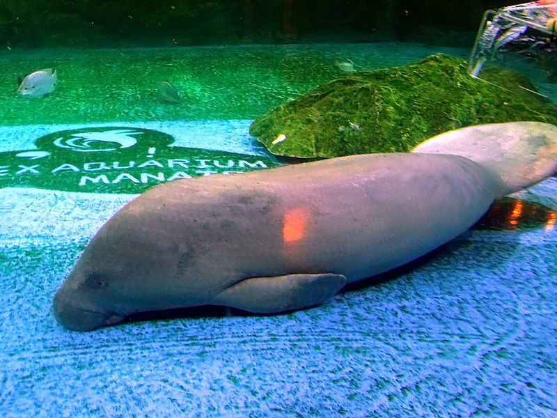 West African Manatee In Aquarium