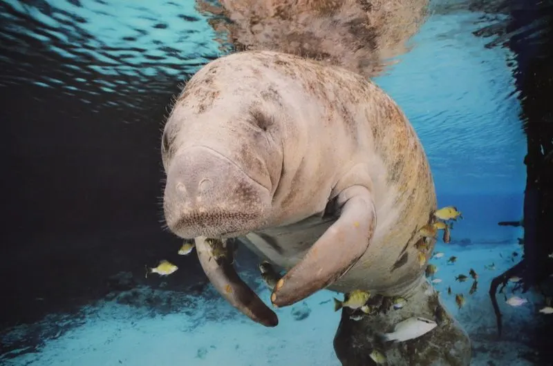West African Manatee: Is This Animal Endangered? 2 West African Manatee