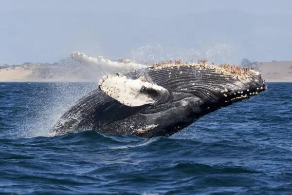 Whale Hunting 3 Whale