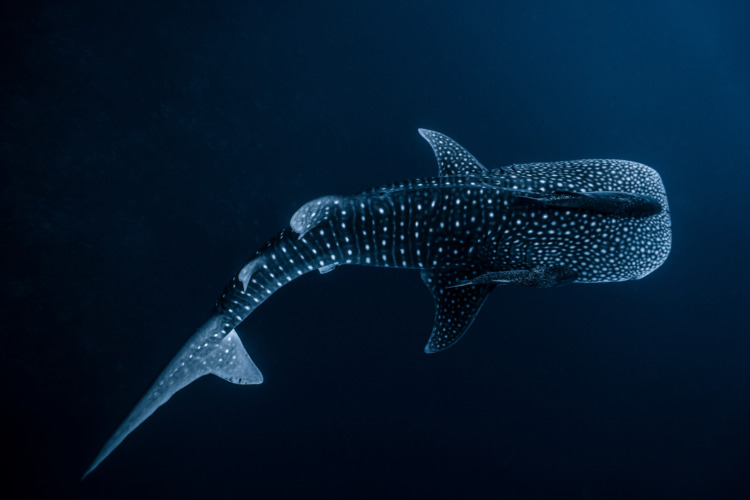 Whale Shark deep in the ocean