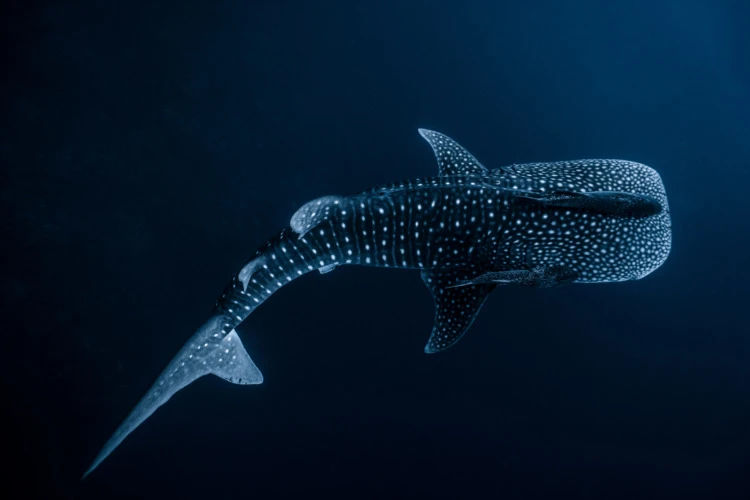 Whale Shark deep in the ocean