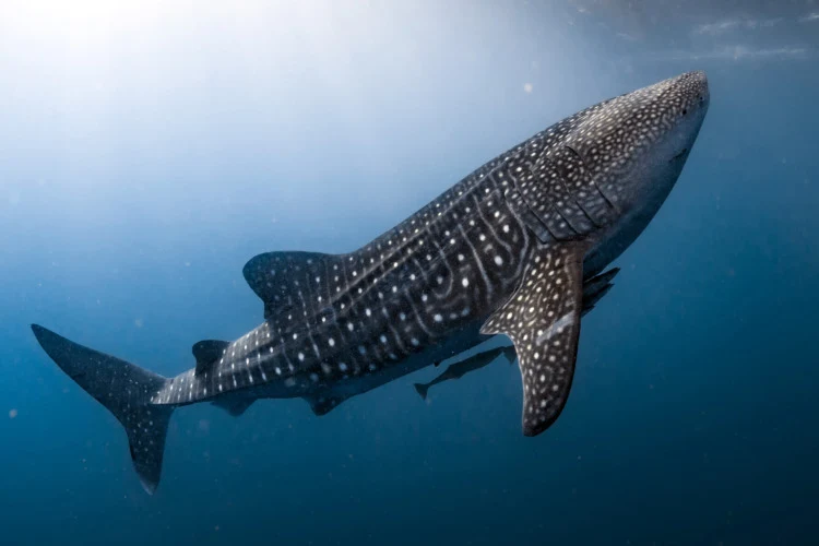 Whale Shark coming to you underwater close up portrait