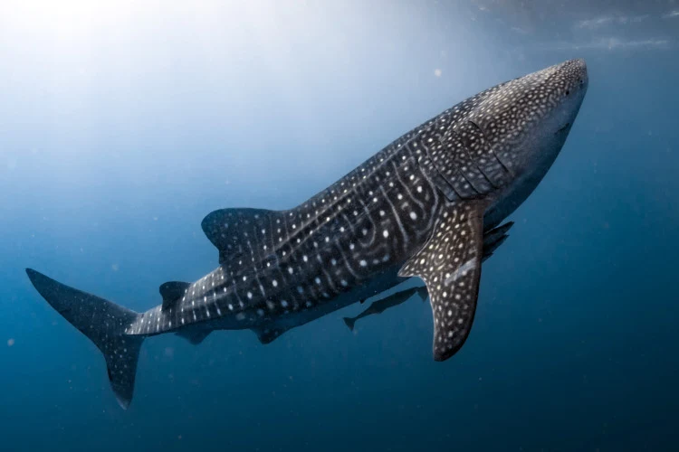 Whale Shark: Species Overview and Conservation Efforts 1 Whale Shark coming to you underwater close up portrait