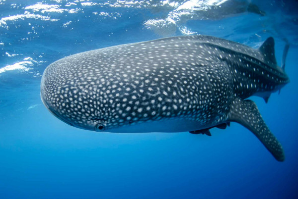 whale shark conservation efforts