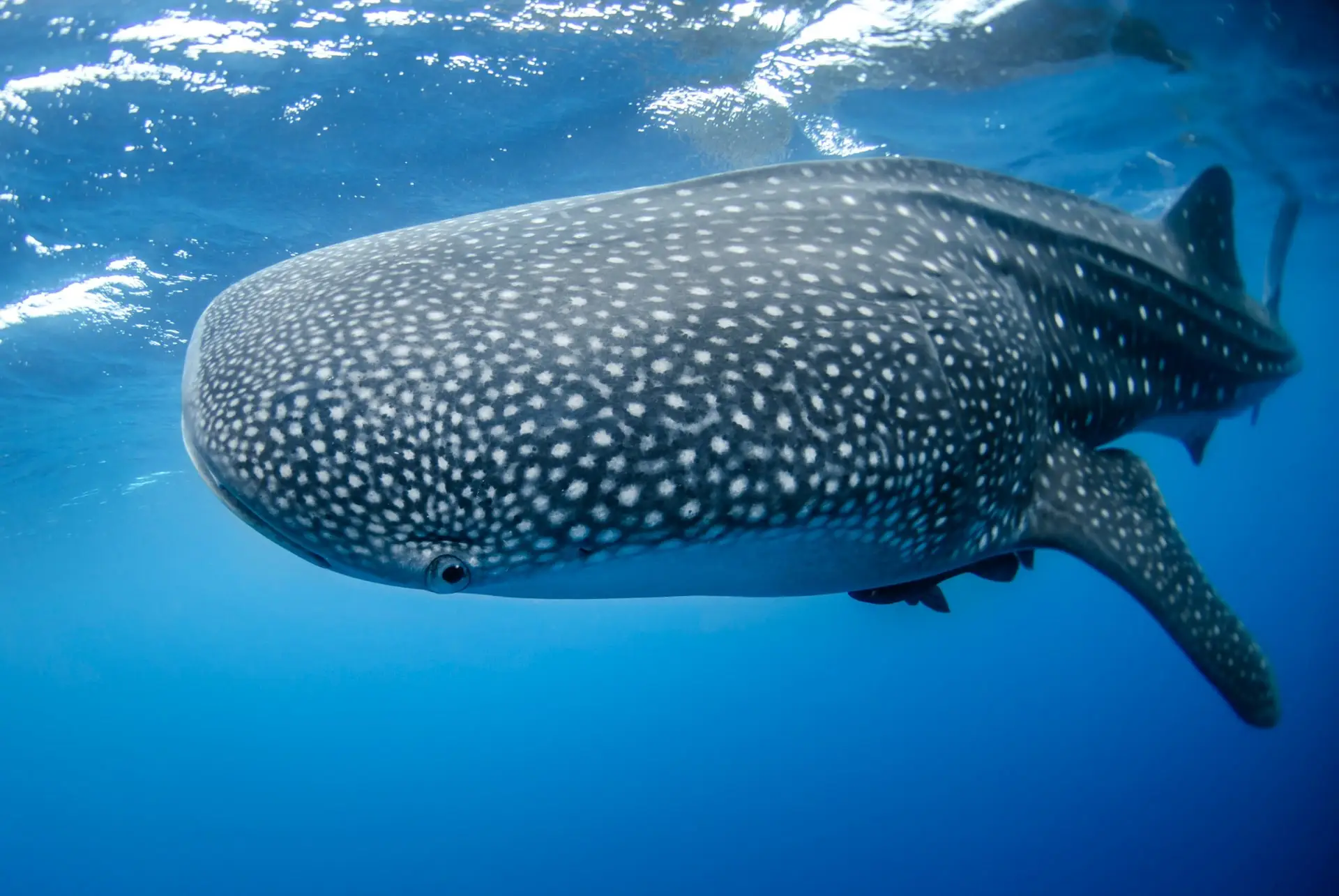 Whale Shark: Species Overview and Conservation Efforts 6 whale shark conservation efforts