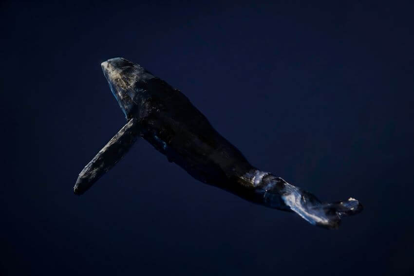 Whale Hunting: Is It Bad for the Environment?