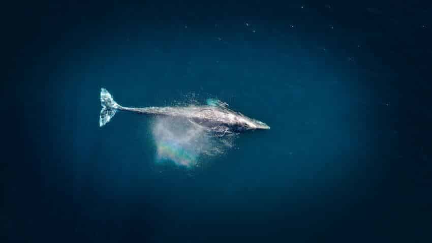 Blue Whale: Why Is It Endangered?