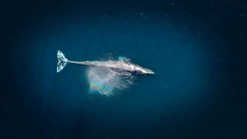Blue Whale: Why Is It Endangered? 8 Whale