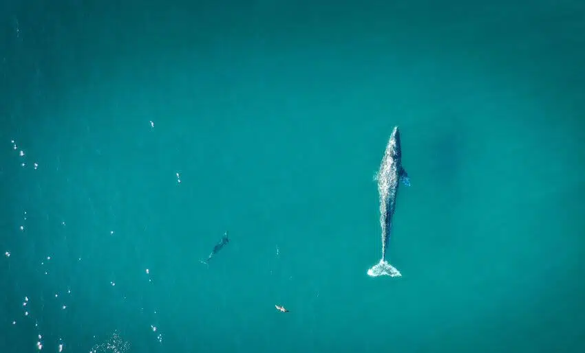 Whale Hunting 2 Blue Whale