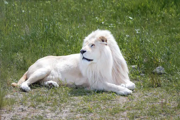 White Lion