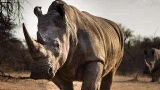 Southern and Northern White Rhino