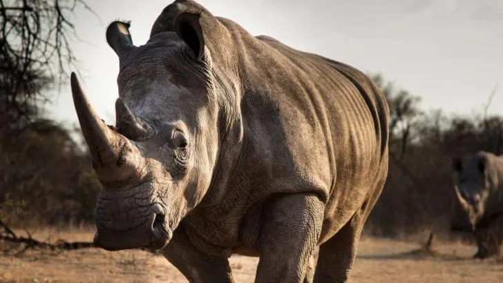 Southern and Northern White Rhino