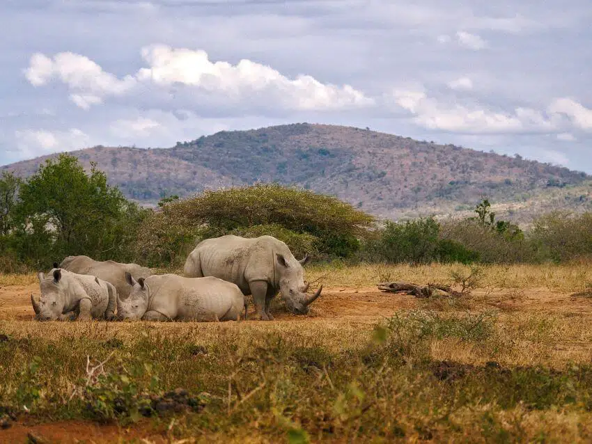 Save the Rhino 3 Save the Rhino