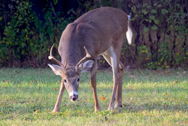 White-Tailed Deer