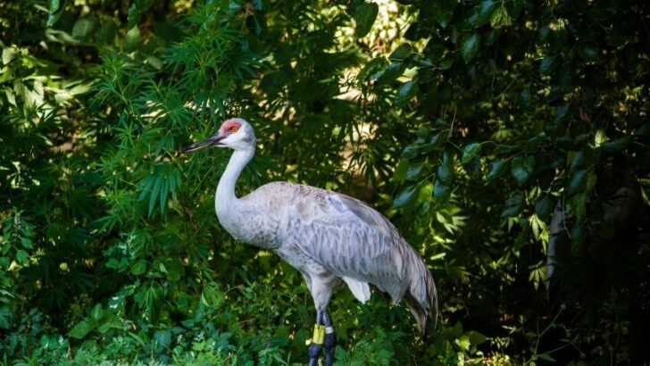 Whooping Crane