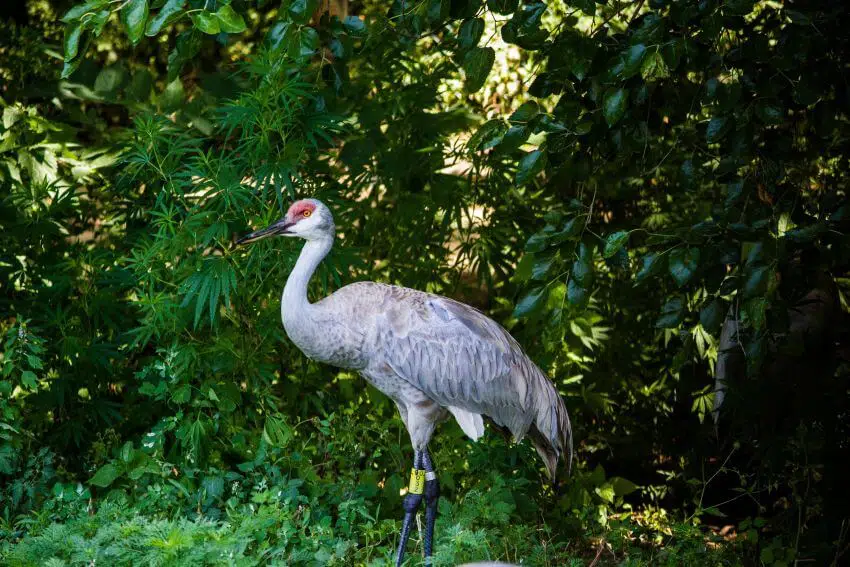 Whooping Crane: Why Is It Endangered? 1 Whooping Crane