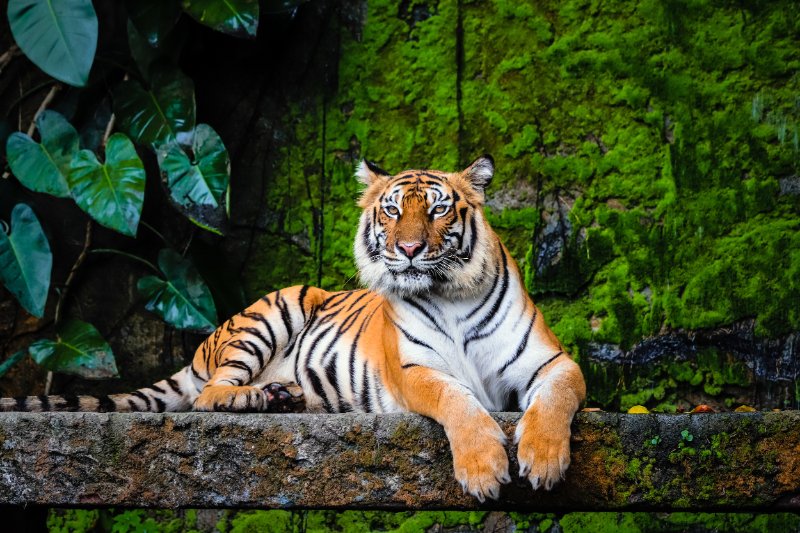 Tiger sitting over a bridge with lush green habitat background