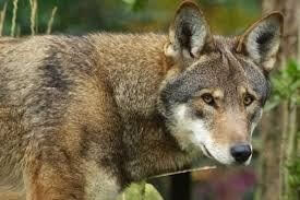 Wolf, Red