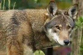 Wolf, Red