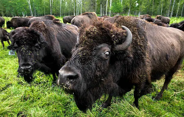 Top 15 World's Largest National Parks You Won't Believe Exist 16 Wood Buffalo National Park