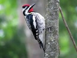 Woodpecker, Red-Cockaded