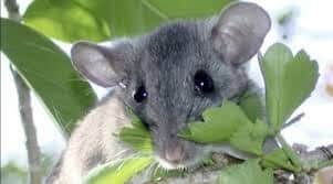 Woodrat, Key Largo