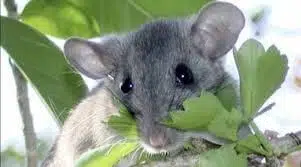 Woodrat, Key Largo