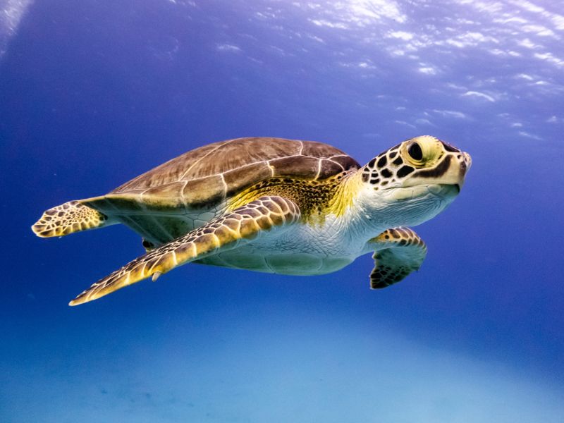 Young Hawksbill Turtle swimming along in Nassau, Bahamas.