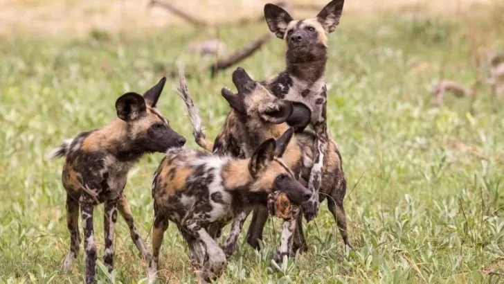 African Wild Dogs
