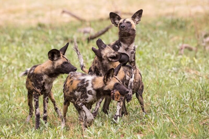 African Wild Dog: Why Is It Endangered?
