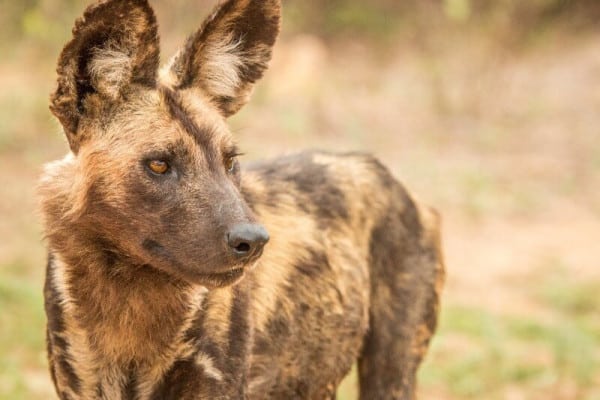 African Wild Dog