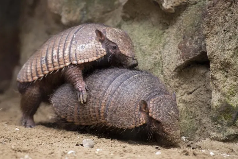 armadillo close up portrait while having sex